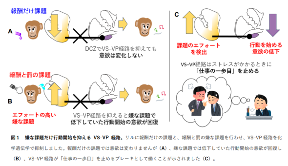 【研究】「嫌な仕事を始められない」脳回路を解明　“やる気ブレーキ”を発見　京大など