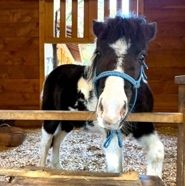 【神奈川】平塚で脱走のポニー、性格は「のんびりマイペース」　名前は「東風」　平塚八幡宮の神馬