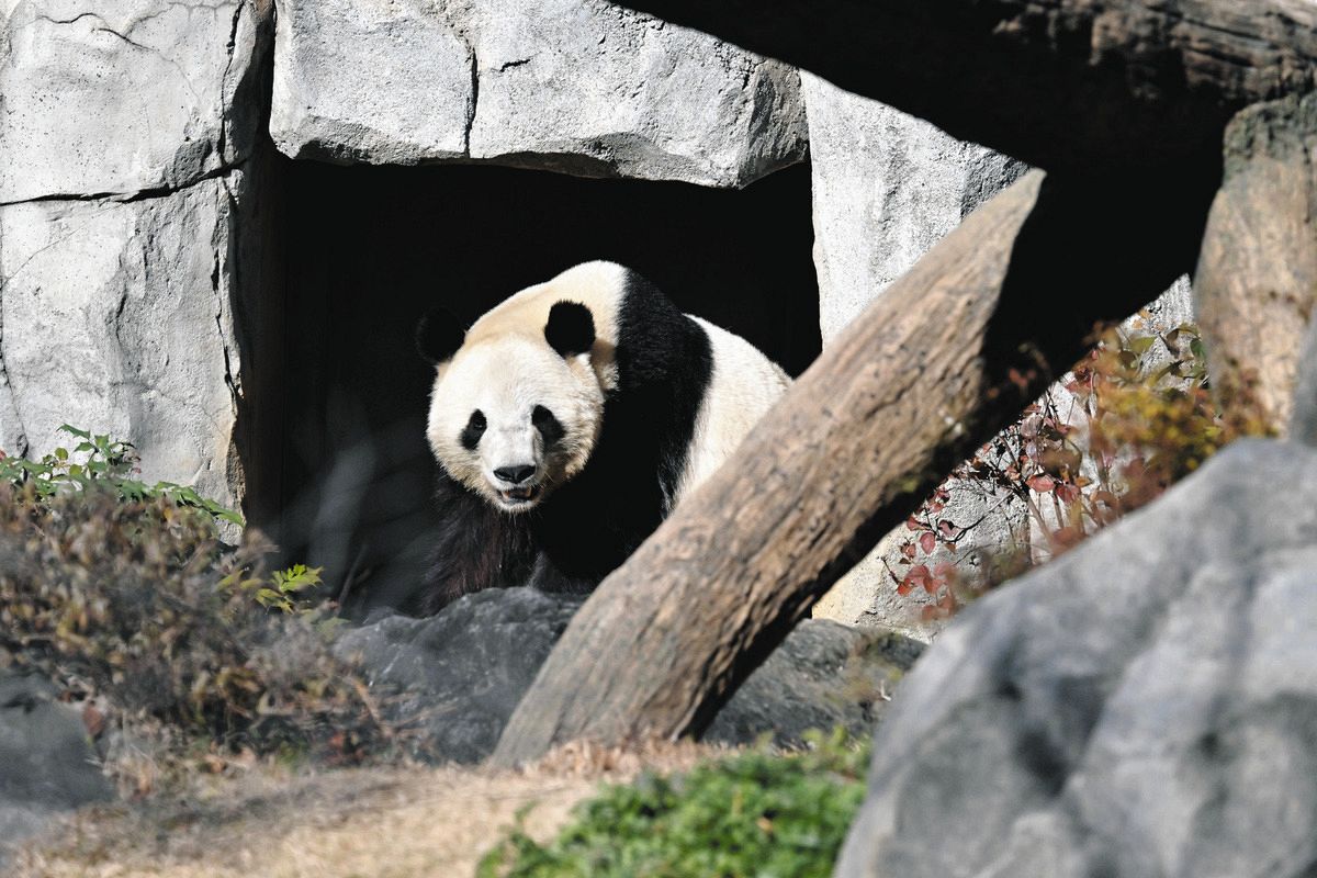 パンダの国境を越える「愛され力」は日中両国の人たちをつないだ　シャンシャンの「名付け親」の思い出は