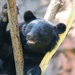 【（・(ｪ)・）】「クマ用防護服」急ピッチで開発進む　ベアクローによる「致命傷」からパトロールする人間の身を守るには