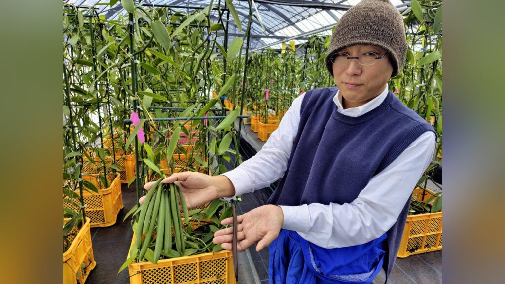ほぼ全量を輸入に頼るバニラ、「国内量産化」へ異業種の挑戦…高級品は「銀より高い」と表現されることも