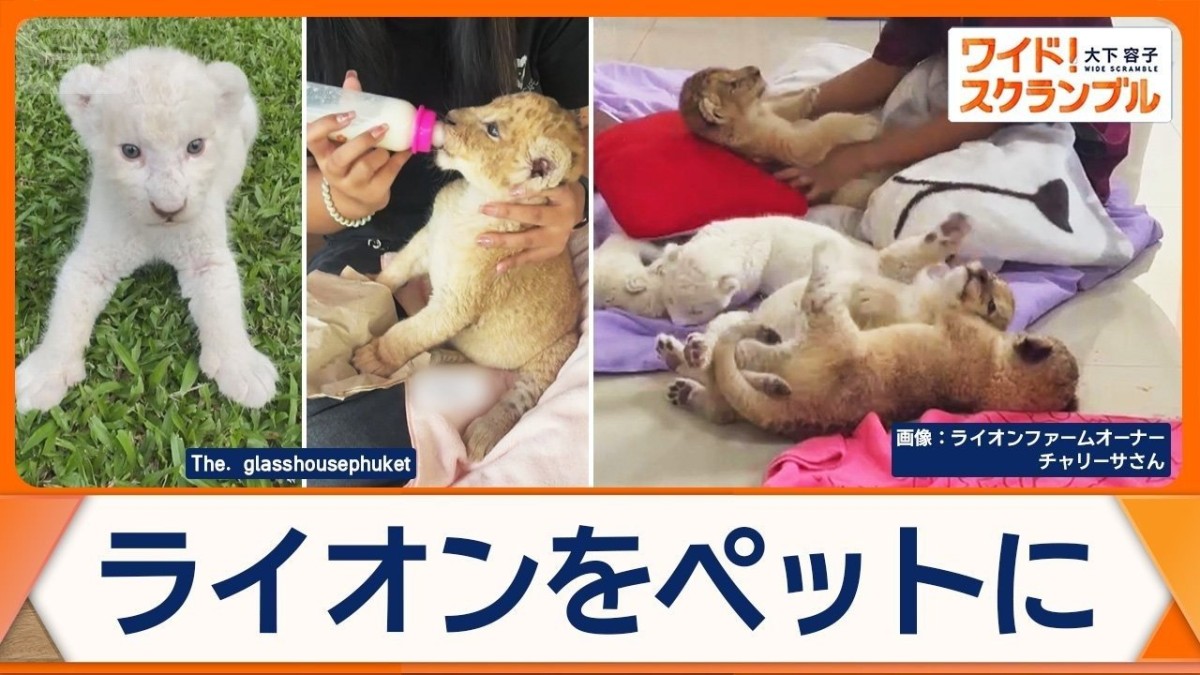 【国際】タイでライオンをペットに　子どもが重傷を負う事態　違法輸出も問題に