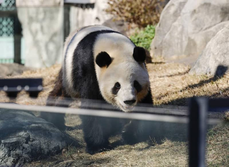 【データ・インサイト】「パンダはもう要らない」ＳＮＳで活発な脱パンダ論、Ｘを解析したら→ＡＩは「特定の層が頑張っている」　誘致に浴びせる「媚中」批判が日本人に迫る「踏み絵」