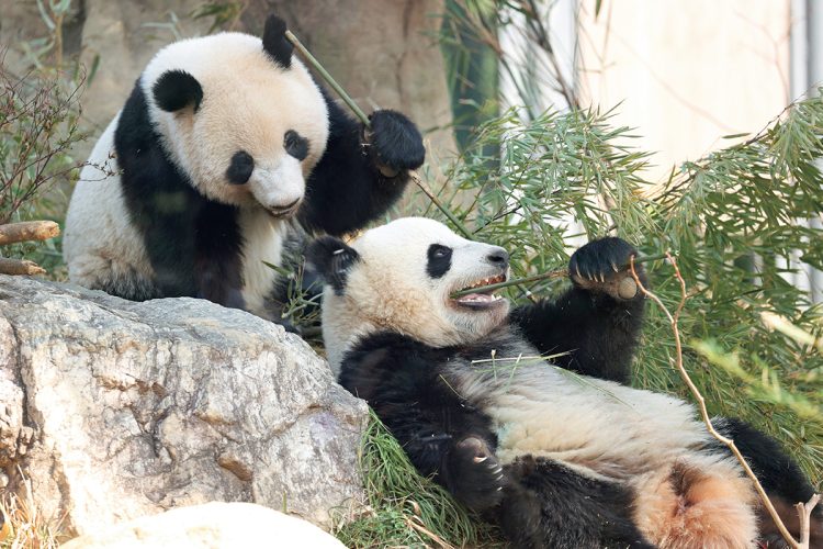 【日中パンダ外交史】田中角栄政権“日中国交正常化”での初来日から半世紀あまり、パンダは日中関係のバロメーターだった