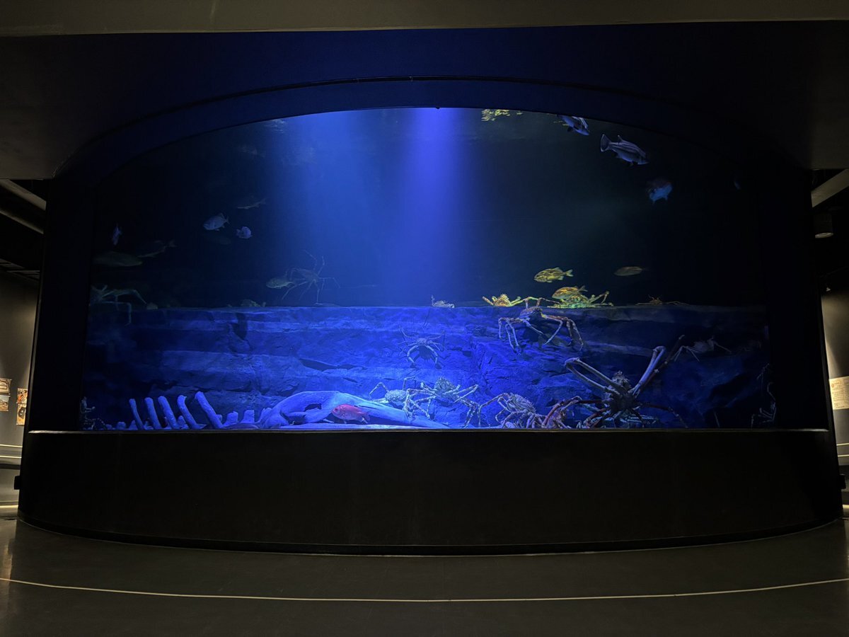 【サンシャイン水族館】 メンダコ、展示開始から短時間で死亡　深海生物飼育の難しさに議論