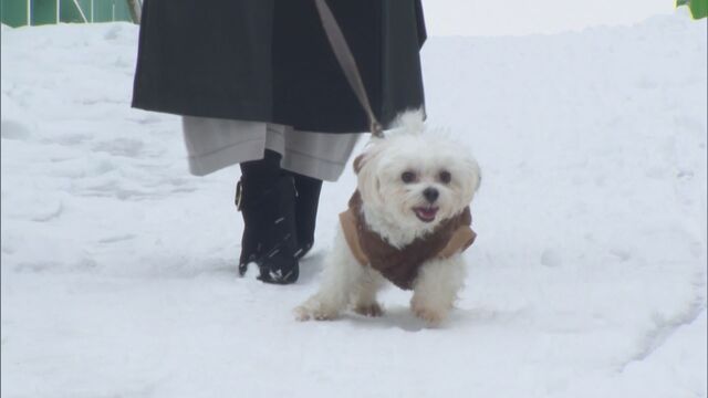 【ペット】冬の犬の散歩に注意「道路の雪を食べてはダメ」”融雪剤”成分で嘔吐下痢など中毒症状、肉球につくと皮膚炎の可能性も