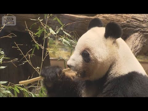 【東京】上野動物園の双子パンダ最終観覧日に長い行列 「いつか会いに行きたい」