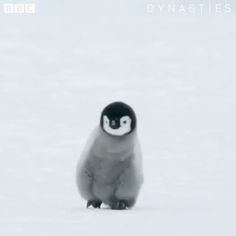 ペンギンのひなが雪の上を歩く音