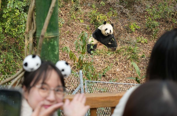 【中国】パンダ飼育施設で日本人客増、一番人気は「シャンシャン」…中国政府「見に来ることを歓迎」