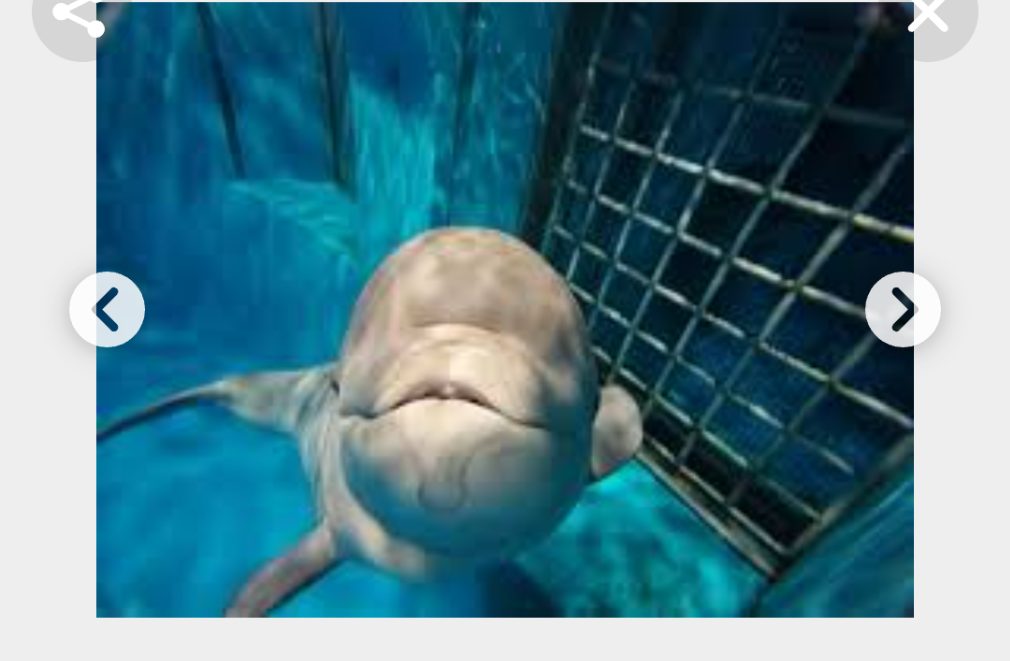 シロイルカの名前募集‼　現在の仮名はアンナ子、アーリャ子　 島根の水族館    (スレ立て人が責任を持ち応募します)  朝日新聞