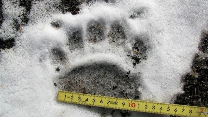 岩手県、陥落　盛岡中心市街地まで熊が侵攻