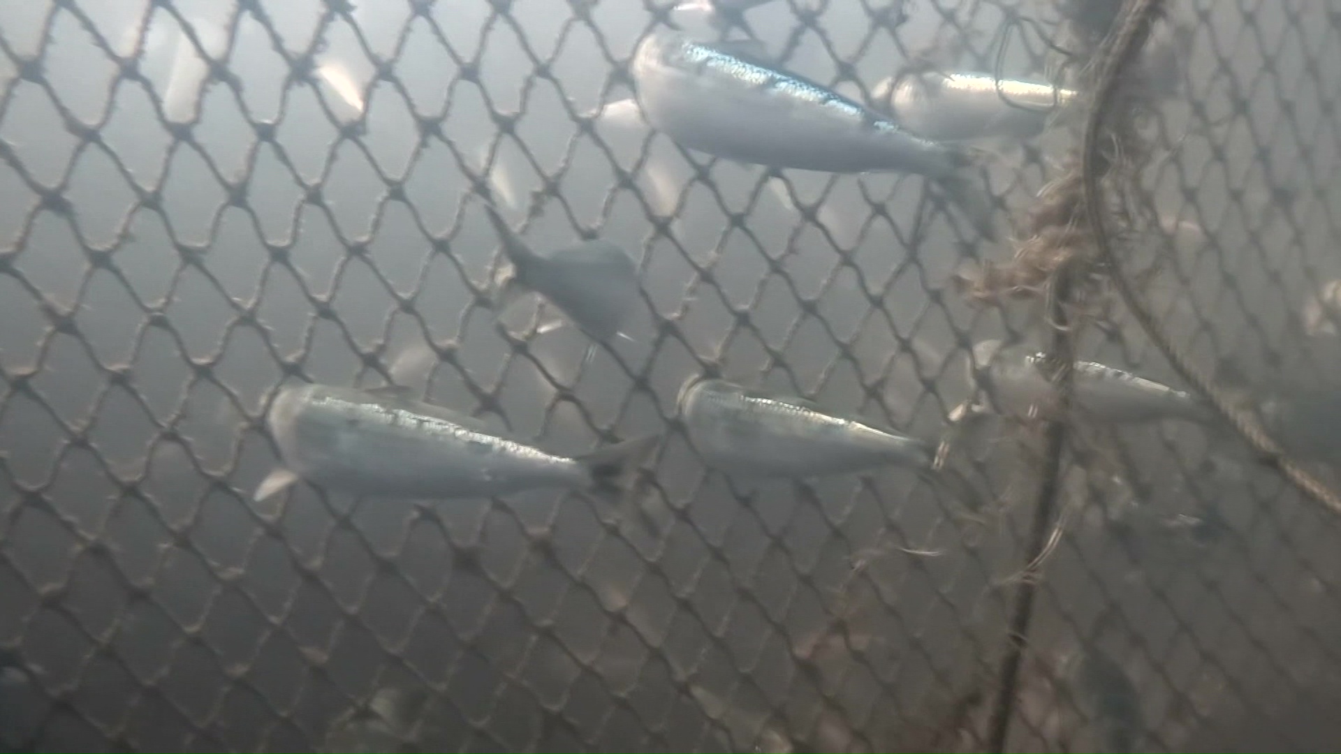 北海道南部で養殖魚の"全滅"相次ぐ、海岸の露天風呂には大量イワシ死骸