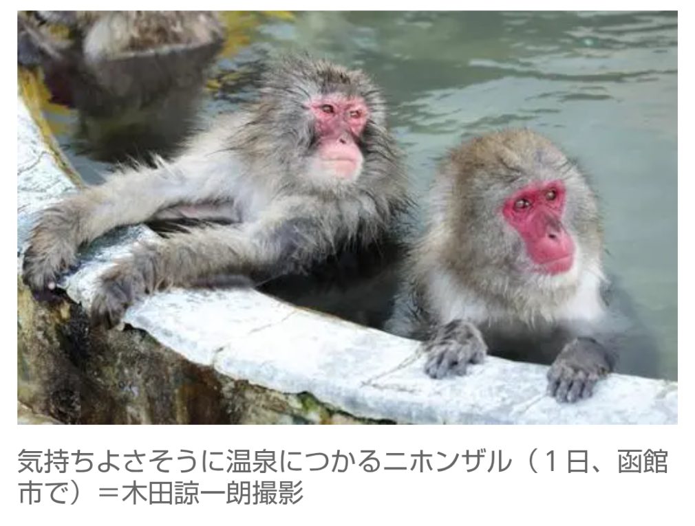 【ほのぼのNEWS】ニホンザル、湯船で気持ちよさそうに毛繕い…北海道・函館の湯の川温泉街