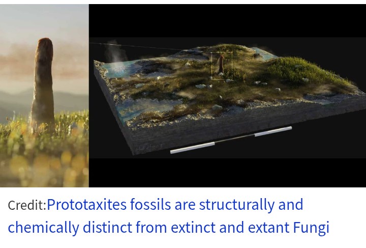 4億年前に生えてた高さ8mの巨大キノコは、植物でも動物でも菌類でもありませんでした