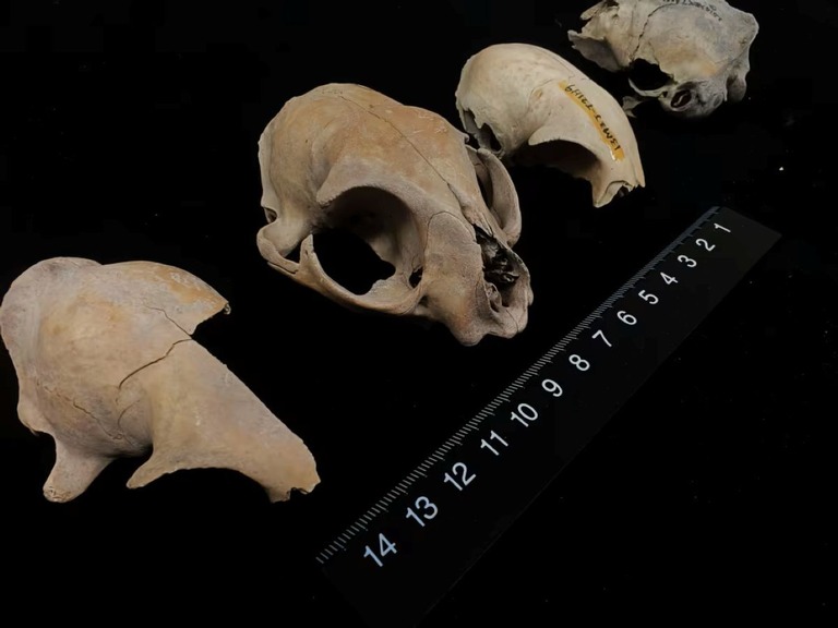 【謎】イエネコはどこから来たのか？、古代のDNAが揺るがす起源にまつわる定説