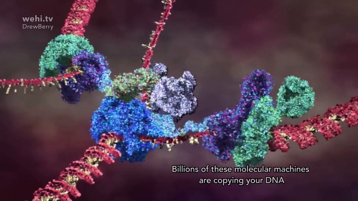 【サイエンス】DNA複製の様子。昔は頭の中で想像するしかなかった