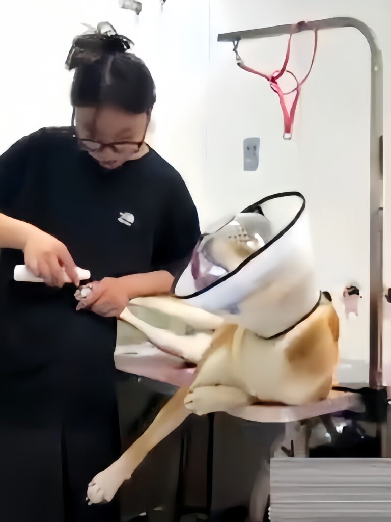 中国のトリマーが柴犬を「日本の血統」だとして「虐待」する映像が物議、中国のネット上では拍手喝采 →…