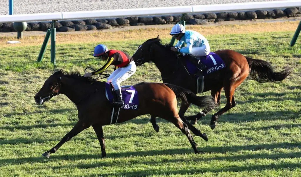 【競馬】エリザベス女王杯(京都・G1)　1番人気レガレイラ完勝！初の牝馬限定戦勝利で3つめのG1制覇