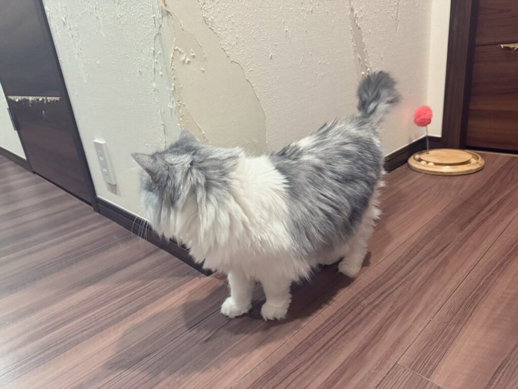 【歌い手】まふまふ、愛猫のせいで退去費用が200万円に「君が破壊してきたこの家壁紙や床やドアの修復で…」