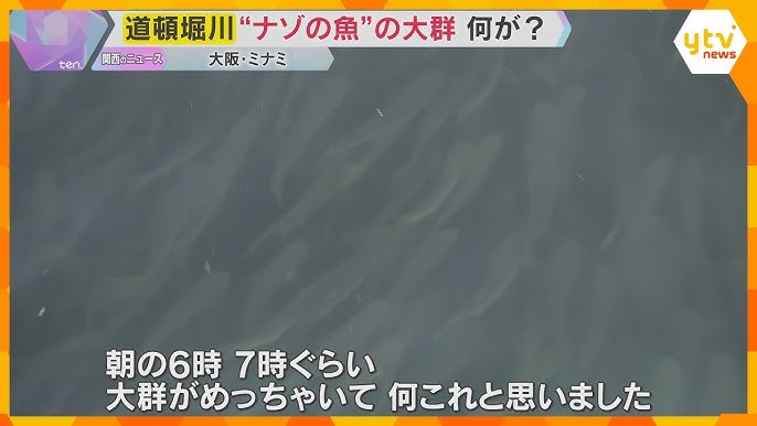 【大阪】ドブ川こと道頓堀川にナゾの魚が大量発生　専門家「水温低下を嫌い海から逃げてきた可能性」