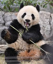 上野のパンダ、たった1年間で経済効果３０８億円。