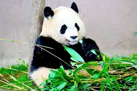 【🐼🇨🇳】「高市総理VS中国」で日本からパンダはゼロに？　上野動物園「パンダ返還期限」まであと3カ月…