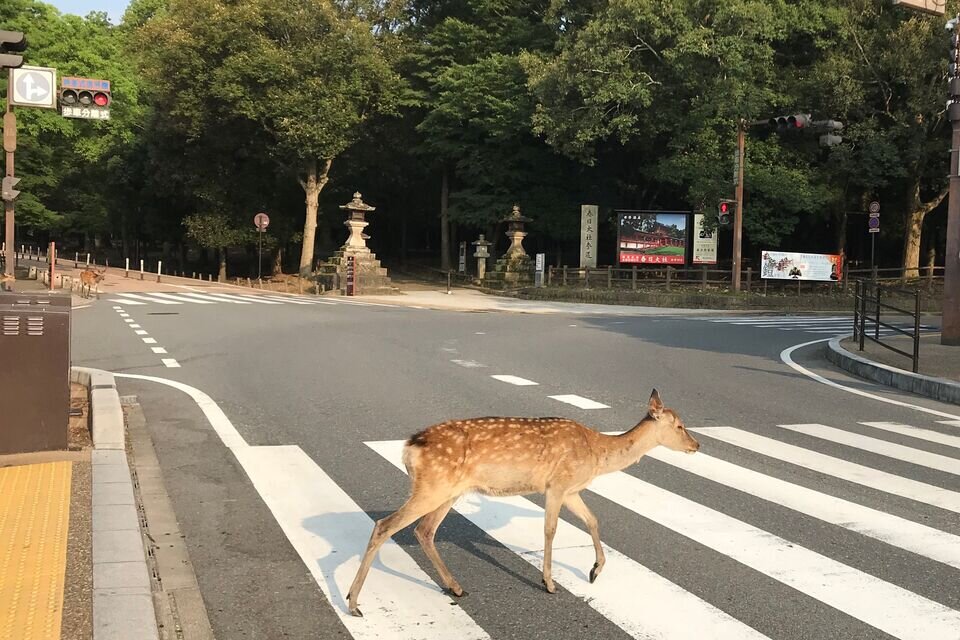 【くるま】47都道府県民4,700名に聞いた『運転あるある』奈良は「鹿が横断歩道を渡っている」茨城県は「茨城ダッシュ」！