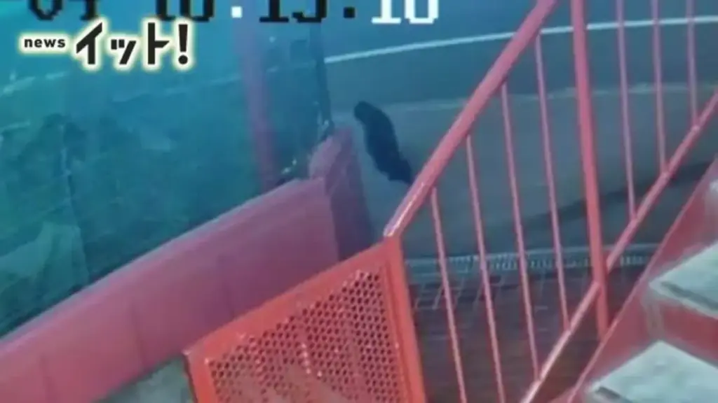 「熊だ！」→デブ猫でした　「今度こそ熊だ！」→木でした