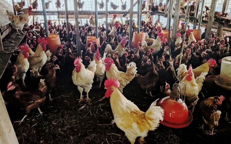 【養鶏】人気の平飼い卵でなぜ…？　販売元「理念より目先の判断」　謝罪文で語られた後悔…沖縄