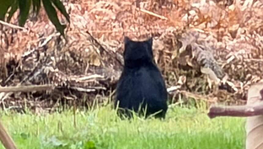【・(ｪ)・】「くまちゃんがいた」散歩中の2歳園児が発見　クリ林に1頭のクマ…保育士「ワンちゃんだね…」と声かけて移動