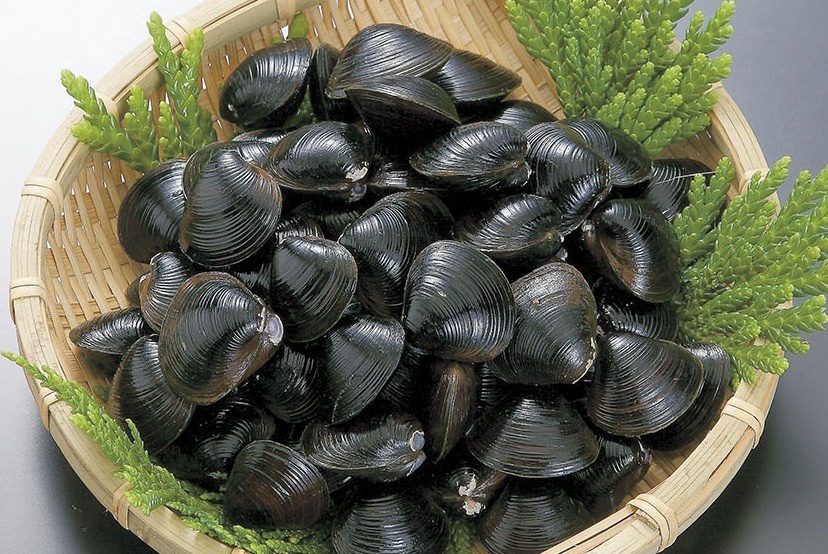 【衝撃】「貝」最強ランキング、ついに発表されるw