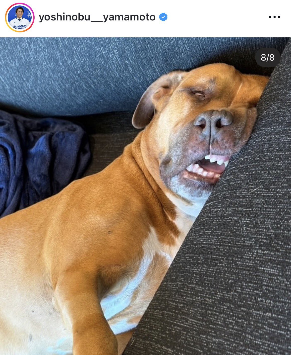 【画像】山本由伸の愛犬「カルロス」の寝顔ww