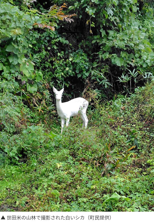 【画像】「純白の鹿」、東北の山中に現る　神の使いか