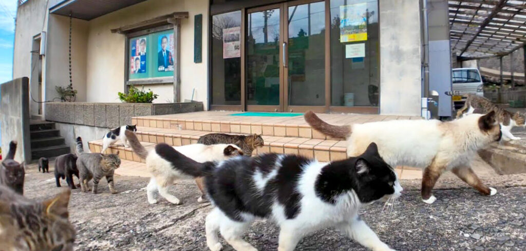 「あっちで猫の集会やってるニャン」と猫に言われたので付いて行くと、沢山の猫達が出迎えてくれた！