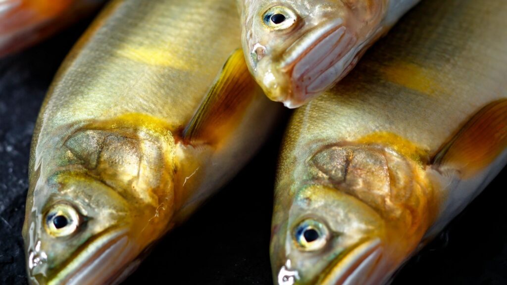 【国際】PFAS、欧米で食品から続々と検出　国内でも汚染されたアユなど流通　健康への影響が懸念されるレベル