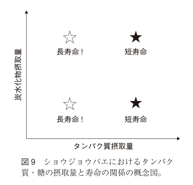 【悲報】タンパク質さん、寿命を縮めることが判明