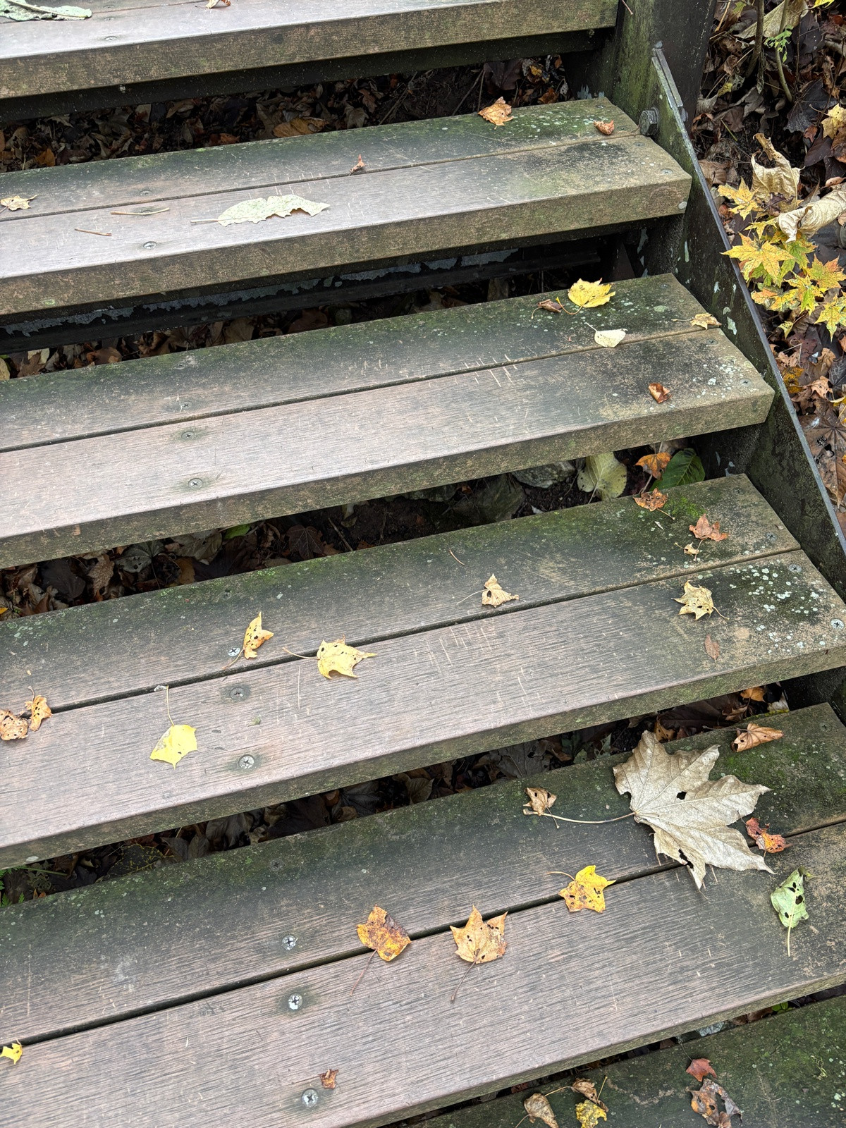 【画像】北海道に紅葉狩りに来たんやが、これクマのやつ？