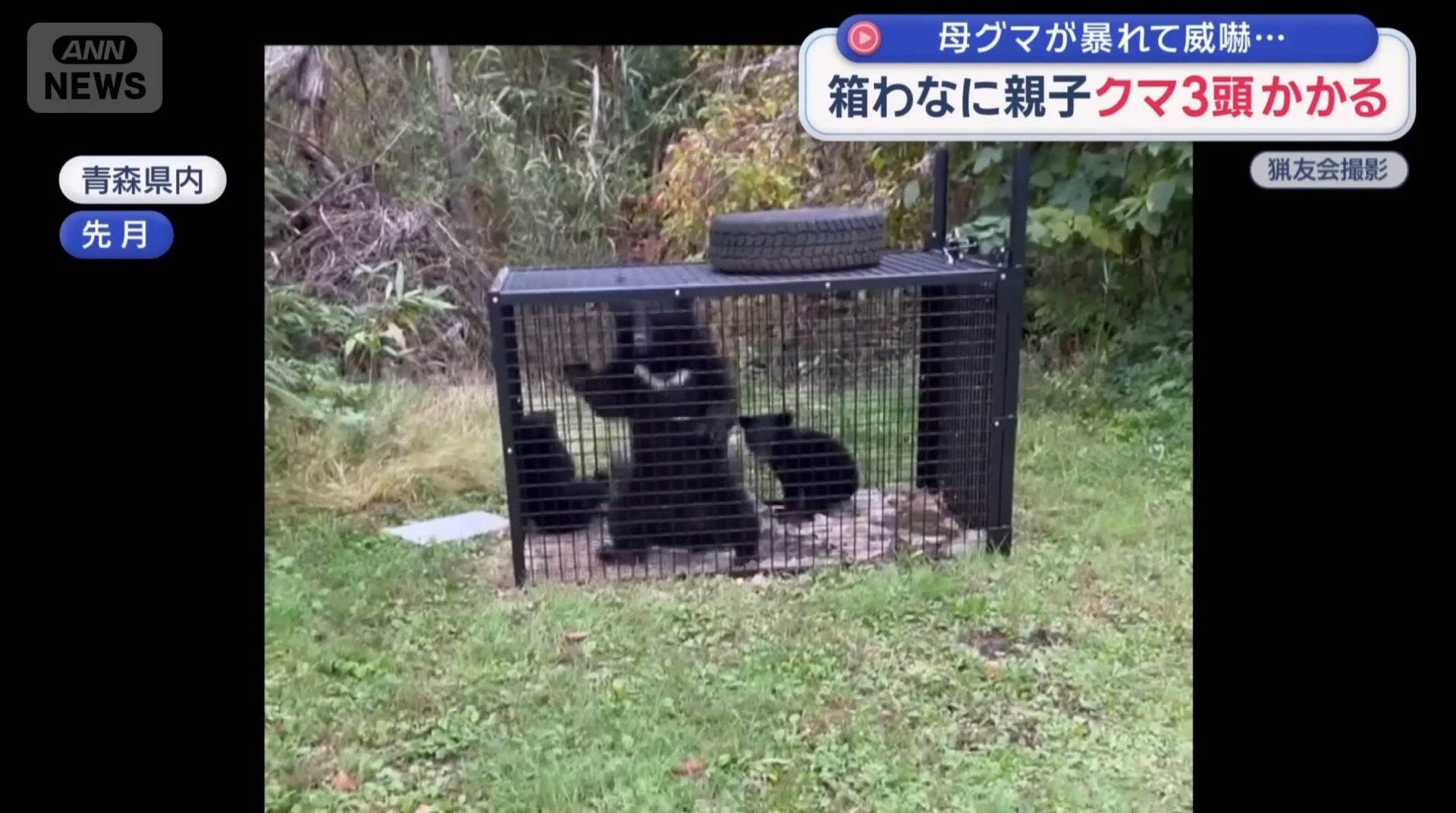 【画像】クマサン親子3匹が箱罠にかかり咽び泣くｗｗ