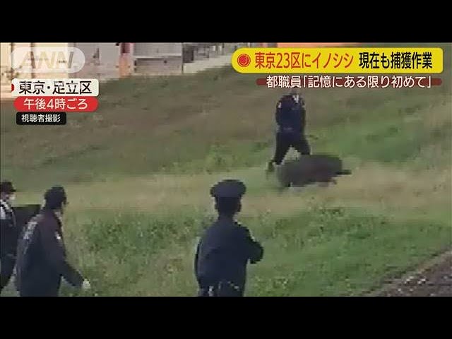 【イノシシ】東京23区到達、江戸川区を徐々に南下中