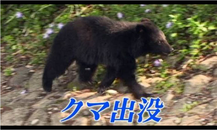 【宮城・栗原市】住宅敷地内にクマ　男性が飼い犬と反撃！！犬は背中にけが