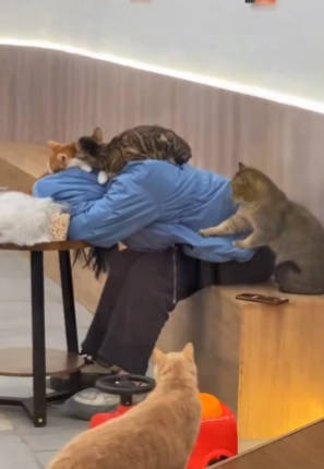 【ほのぼの】ネコカフェで猫がこんなに仕事してるところ初めて見た