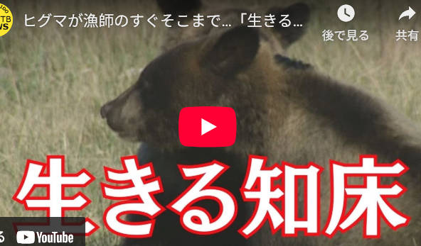 【動画】知床、ヒグマと人間が共存しすぎだと話題😨