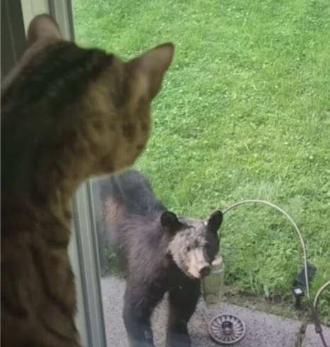 【ﾆｬｰ】ネコをクマと見間違え？　高校テニスコートで目撃　福島