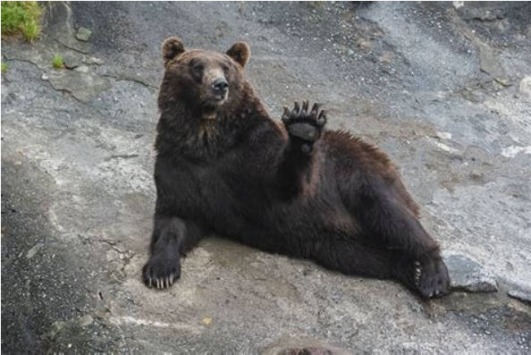 「ヒグマを見た」と通報相次ぐ、半分はオオカミ、タヌキ、アライグマ、「冷静な行動を」