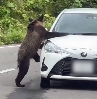札幌市民、ヒグマ対策で車のクラクションを鳴らしまくる。暴走族よりうるさいと近隣住民から苦情殺到
