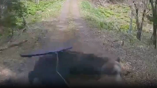 【動画】クマサンと遭遇した時の最初の一撃、とんでもない威力W
