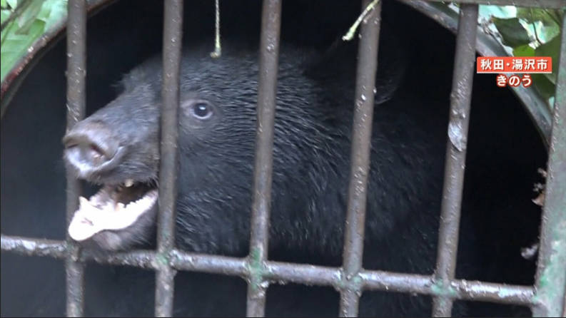 【悲報】秋田「助けて!クマ1,000頭以上駆除してるのにまだまだ人が襲われてるの!」