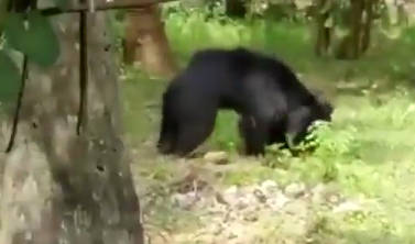 【動画】インド人の熊の倒し方、いくらなんでもやばすぎるwwww