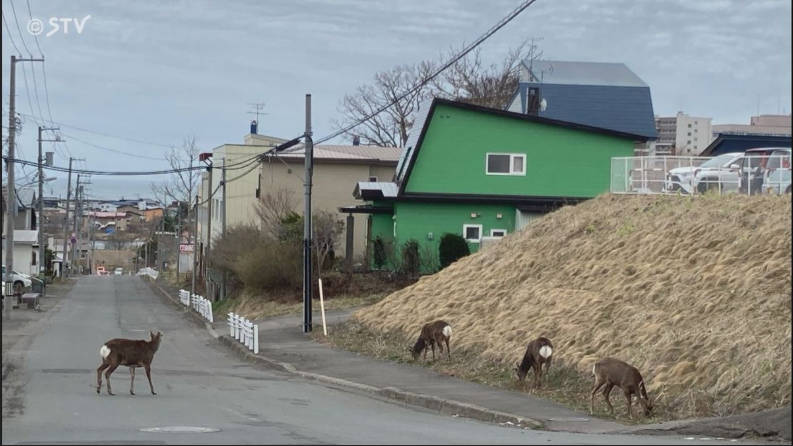 子供ヒグマ2匹を射殺した住宅街、エゾシカの大群が襲来