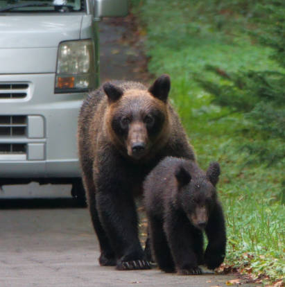 【悲報】秋田県「人口1000人の村にクマ2000頭生息してます」WW